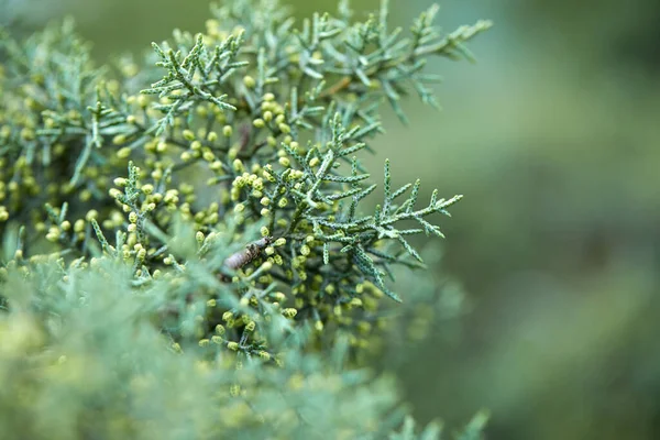 Rami Verdi Lussureggianti Conifere — Foto Stock