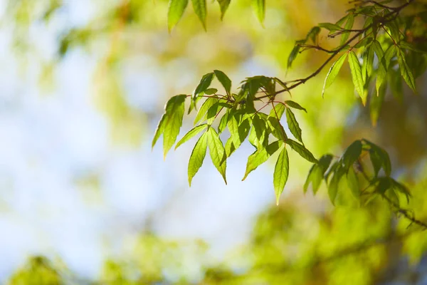 Hojas Verdes Jóvenes Ramas Árboles Bajo Luz Del Sol — Foto de Stock