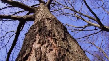 Mavi gökyüzüne karşı uzun çıplak ağaçların solucan bakışı, bahar konsepti. 