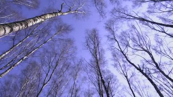 Worm Oog Uitzicht Van Hoge Kale Bomen Tegen Blauwe Lucht — Stockvideo