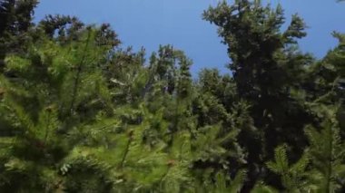 Güneşli bir günde mavi gökyüzü arka planında sonsuz kozalaklı ormanın resimsel manzarası