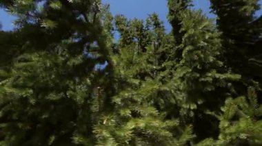 Güneşli bir günde mavi gökyüzü arka planında sonsuz kozalaklı ormanın resimsel manzarası