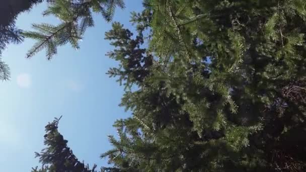 Malerischer Blick Auf Endlosen Nadelwald Auf Blauem Himmel Hintergrund Bei — Stockvideo