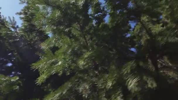 晴れた日の青空を背景に果てしなく続く針葉樹林の絵のような景色 — ストック動画