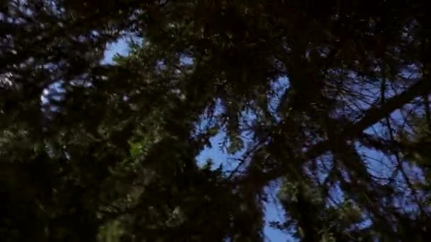 Malerischer Blick Auf Endlosen Nadelwald Auf Blauem Himmel Hintergrund Bei — Stockvideo