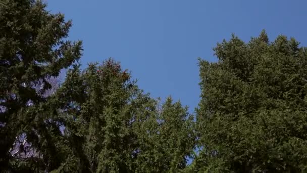 Vista Pitoresca Floresta Conífera Infinita Fundo Céu Azul Dia Ensolarado — Vídeo de Stock