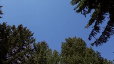 Güneşli bir günde mavi gökyüzü arka planında sonsuz kozalaklı ormanın resimsel manzarası