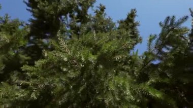 Güneşli bir günde mavi gökyüzü arka planında sonsuz kozalaklı ormanın resimsel manzarası