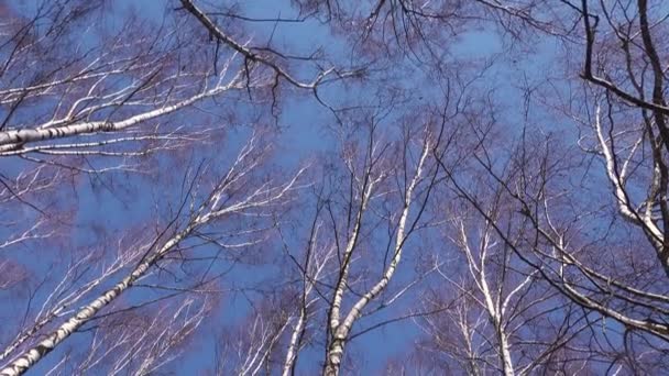 青い空春のコンセプトに背の高い白樺の木のワームの目のビュー — ストック動画