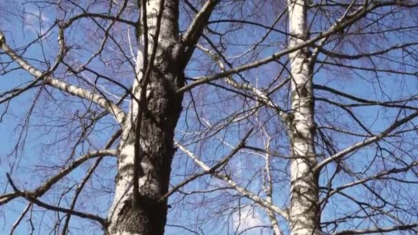 Wurmperspektive Auf Hohe Kahle Birken Vor Blauem Himmel Frühlingskonzept — Stockvideo