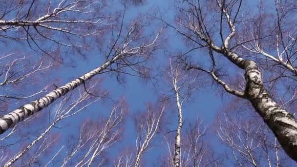 Wurmperspektive Auf Hohe Kahle Birken Vor Blauem Himmel Frühlingskonzept — Stockvideo