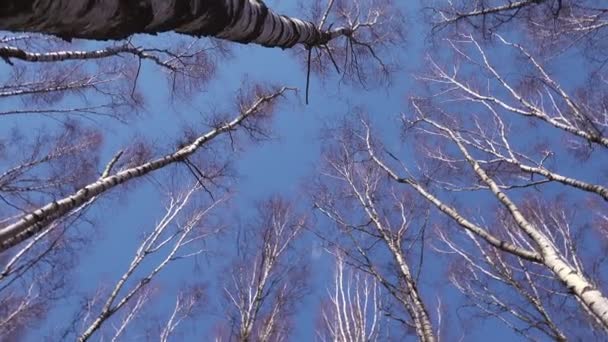 Visão Olho Verme Árvores Bétula Nuas Altas Contra Céu Azul — Vídeo de Stock