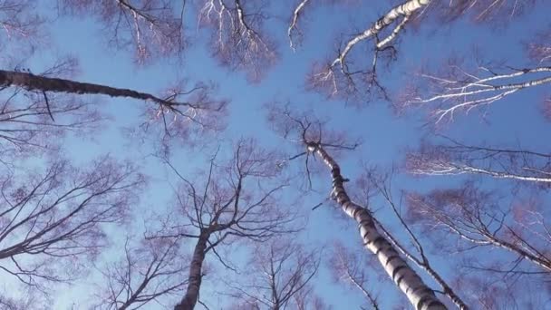 Occhio Verme Vista Alti Betulle Nude Contro Cielo Blu Concetto — Video Stock