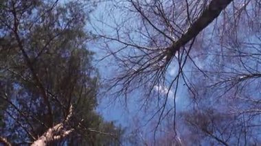 Mavi gökyüzüne karşı uzun çıplak ağaçların solucan bakışı, bahar konsepti. 