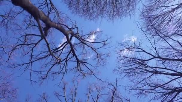 vers vue des yeux de grands arbres nus contre le ciel bleu, concept de printemps  