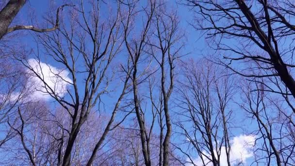 Vista Occhio Verme Alti Alberi Nudi Contro Cielo Blu Concetto — Video Stock