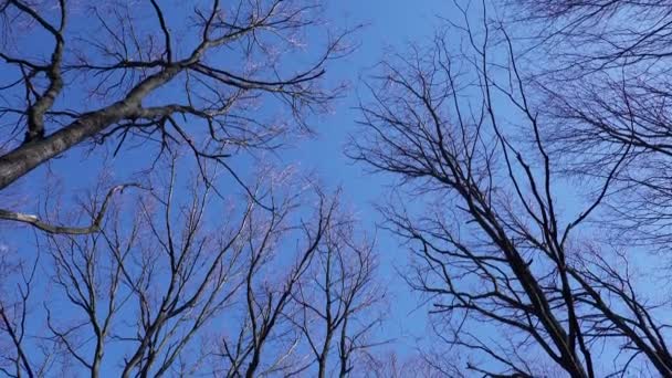 Vista Occhio Verme Alti Alberi Nudi Contro Cielo Blu Concetto — Video Stock