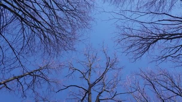 Wurmperspektive Auf Hohe Kahle Bäume Vor Blauem Himmel Frühlingskonzept — Stockvideo