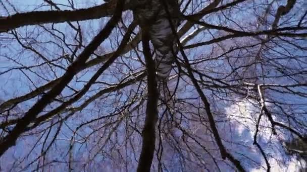 Vers Vue Des Yeux Grands Arbres Nus Contre Ciel Bleu — Video