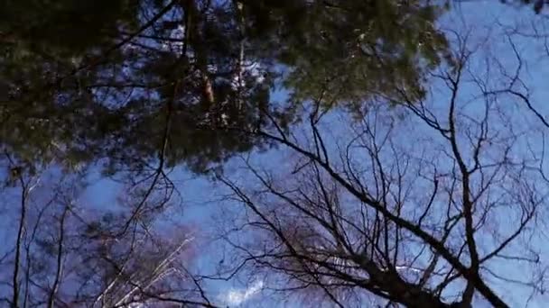 Červí Pohled Vysoké Holé Stromy Proti Modré Obloze Jarní Koncepce — Stock video