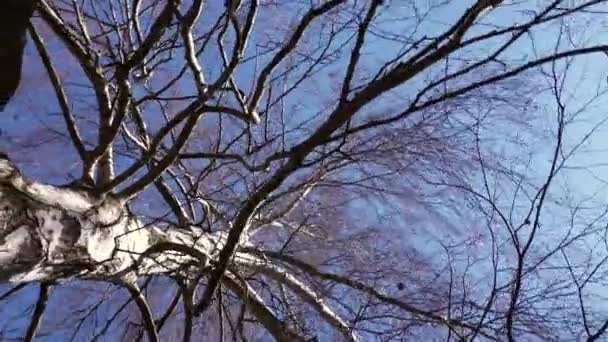 vers vue des yeux de grands arbres nus contre le ciel bleu, concept de printemps  