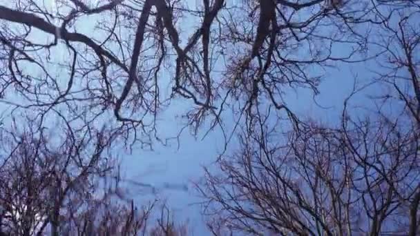 Vista Gusano Árboles Desnudos Altos Contra Cielo Azul Concepto Primavera — Vídeo de stock
