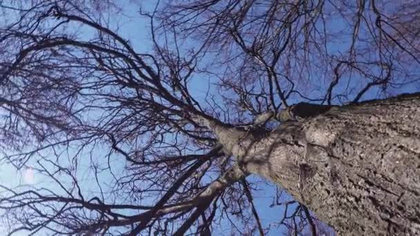 Worm Oog Uitzicht Van Hoge Kale Bomen Tegen Blauwe Lucht — Stockvideo