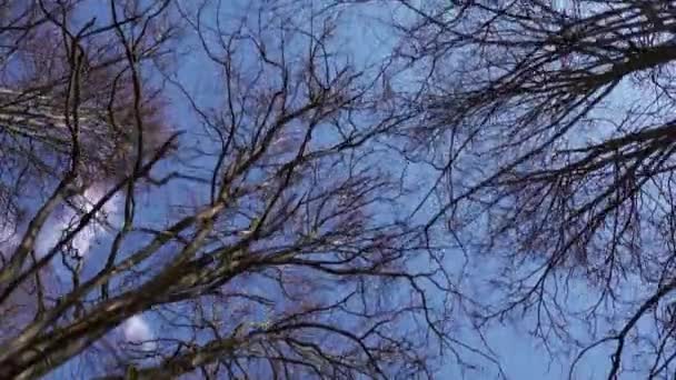 vers vue des yeux de grands arbres nus contre le ciel bleu, concept de printemps  