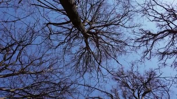 Vers Vue Des Yeux Grands Arbres Nus Contre Ciel Bleu — Video