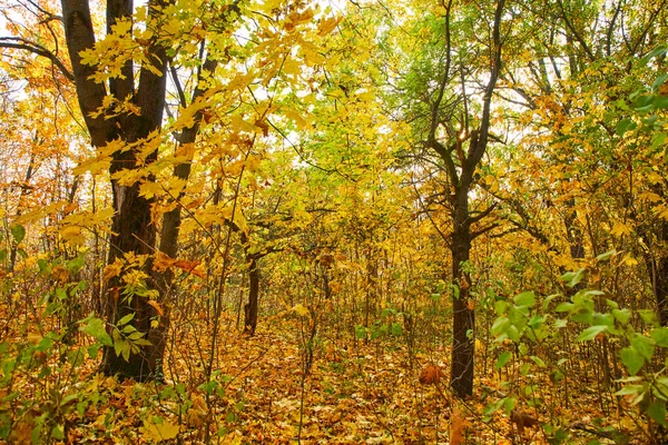 Schilderachtig Uitzicht Eindeloze Herfst Bos — Stockfoto