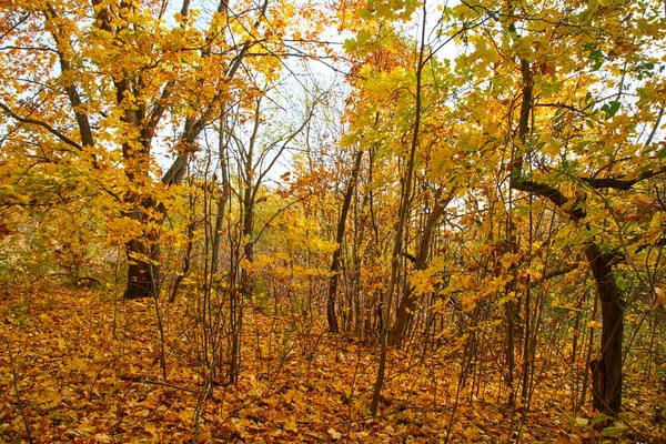 Schilderachtig Uitzicht Eindeloze Herfst Bos — Stockfoto