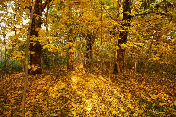 Malebný Pohled Nekonečný Podzimní Les — Stock fotografie