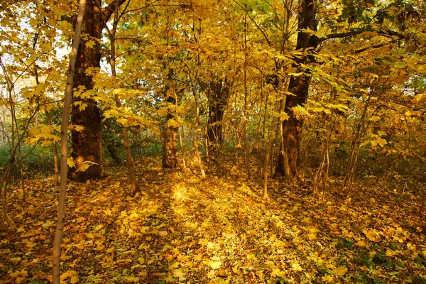 Schilderachtig Uitzicht Eindeloze Herfst Bos — Stockfoto