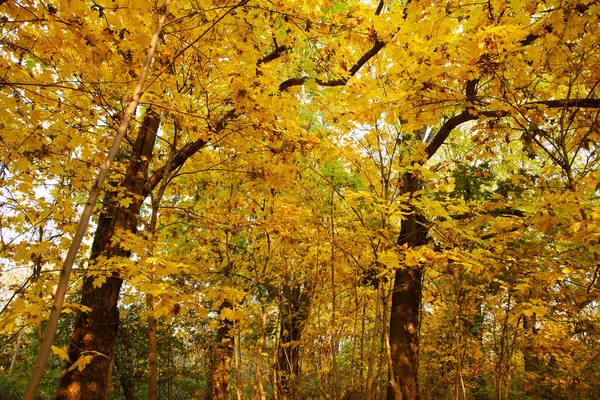 Schilderachtig Uitzicht Eindeloze Herfst Bos — Stockfoto