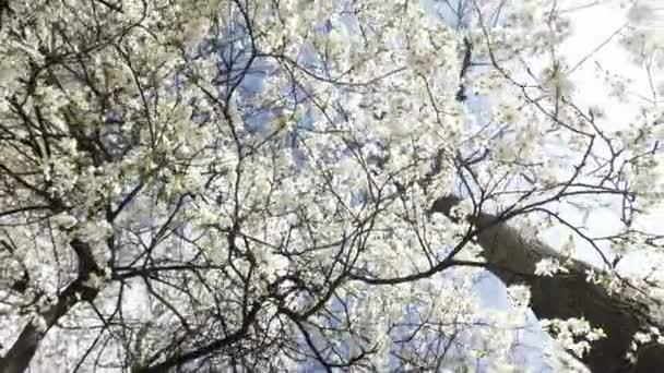 蓝天背景下开满白花的樱花的蠕虫眼视图 春天的概念 — 图库视频影像