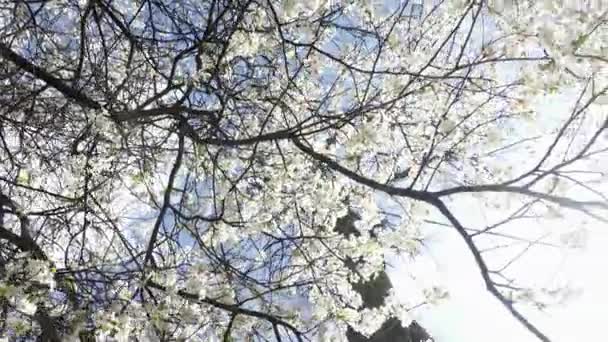 Robaki Widok Oczu Kwitnące Gałązki Wiśni Białymi Kwiatami Tle Błękitnego — Wideo stockowe