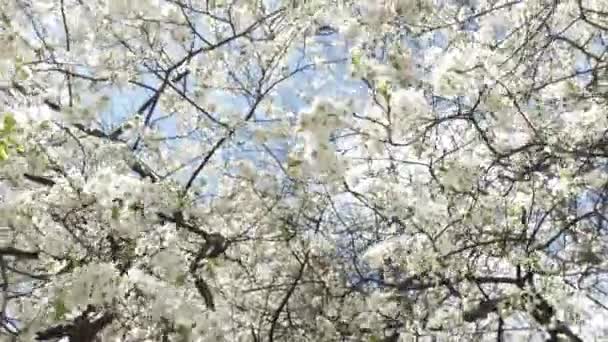 Maskar Syn Blommande Körsbär Grenar Med Vita Blommor Blå Himmel — Stockvideo