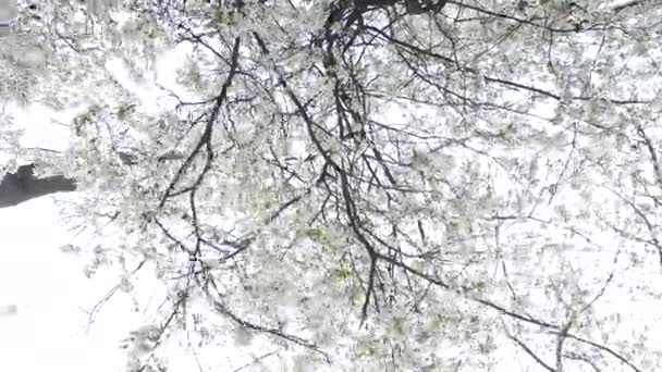 Worms Eye View Flowing Cherry Brands White Flowers Blue Sky — Αρχείο Βίντεο