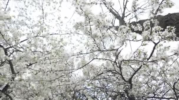 Wormen Oog Uitzicht Van Bloeiende Kersentakken Met Witte Bloemen Blauwe — Stockvideo