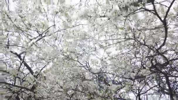 Maskar Syn Blommande Körsbär Grenar Med Vita Blommor Blå Himmel — Stockvideo