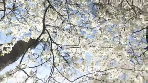 Черви Взгляд Цветущие Вишневые Ветви Белыми Цветами Голубом Фоне Неба — стоковое видео