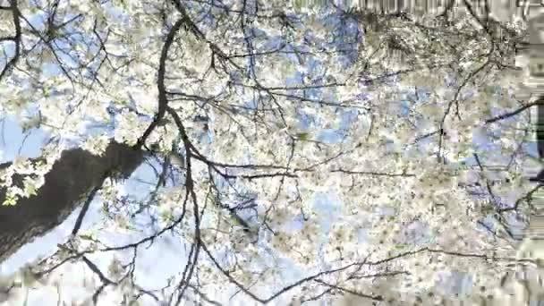 Maskar Syn Blommande Körsbär Grenar Med Vita Blommor Blå Himmel — Stockvideo