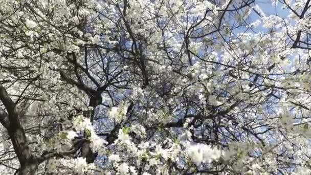 Worms Eye View Flowing Cherry Brands White Flowers Blue Sky — Αρχείο Βίντεο