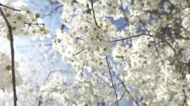 Solucanlar mavi gökyüzü arka planında beyaz çiçekli kiraz dallarının çiçek açtığını görür.  