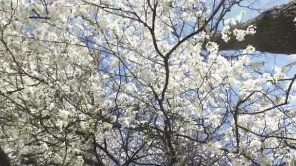 Červi Pohled Rozkvetlé Třešňové Větve Bílými Květy Modrém Pozadí Oblohy — Stock video
