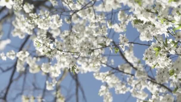 Würmer Blick Auf Blühende Kirschzweige Mit Weißen Blüten Auf Blauem — Stockvideo