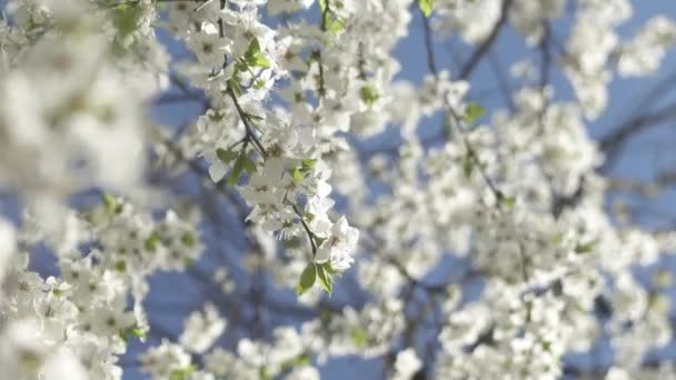 Worms Eye View Flowing Cherry Brands White Flowers Blue Sky — Αρχείο Βίντεο