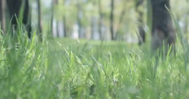 Pintoresca Vista Los Dientes León Amarillos Creciendo Prado Verde Primavera — Vídeo de stock