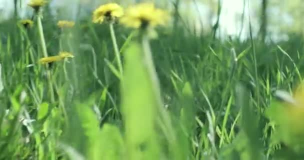 Pintoresca Vista Los Dientes León Amarillos Creciendo Prado Verde Primavera — Vídeo de stock