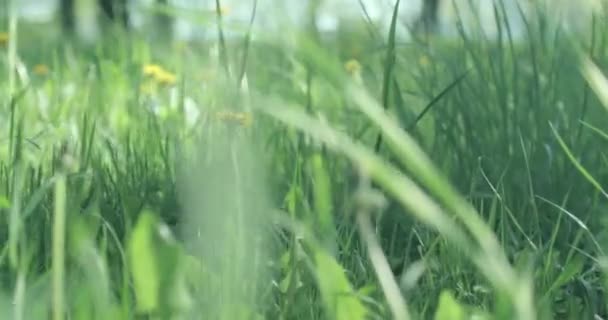 Malebný Pohled Žluté Pampelišky Rostoucí Zelené Jarní Louce Jaře Slunečného — Stock video
